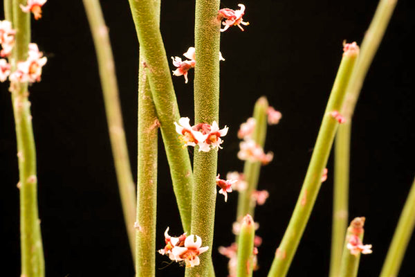 Nucifera The Stick ingredient candelilla wax