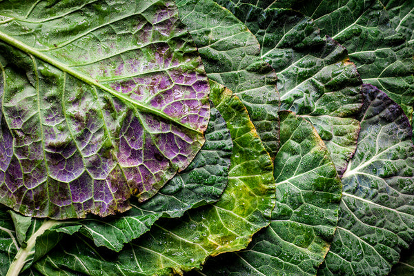Lettuce for skin health