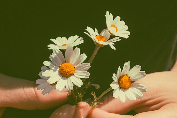 The meaning of flowers as a gift
