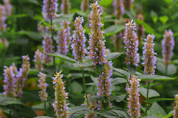PATCHOULI // What's not to love?