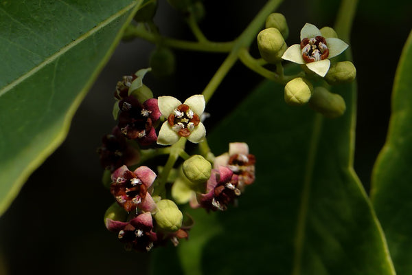 SANDALWOOD // The adaptive essential oil